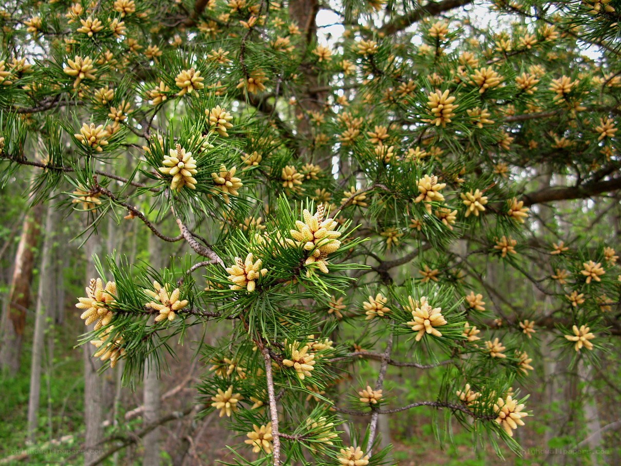 pine tree with young cones