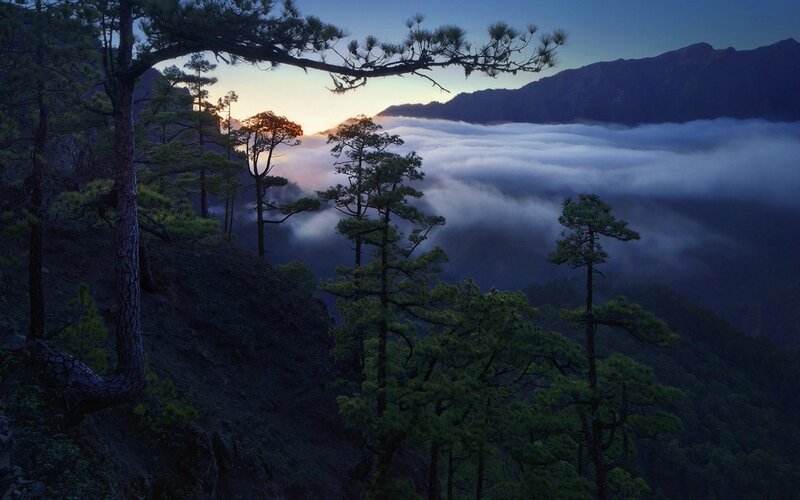 Pine Trees Above Clouds