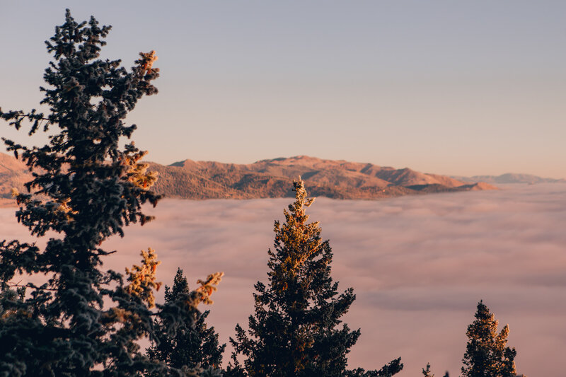 Pine Trees Above Fog