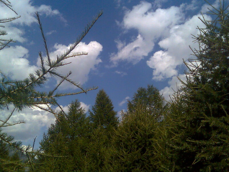 Pine trees against a blue sky