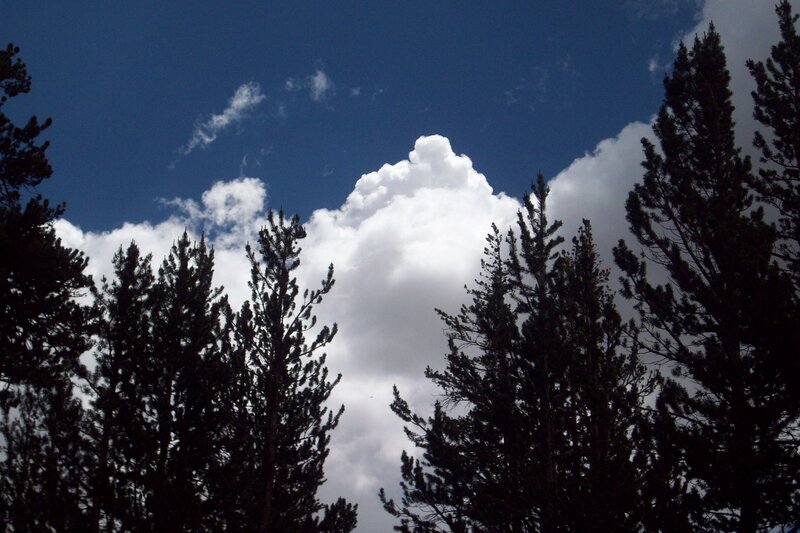 Pine trees against a cloudy sky