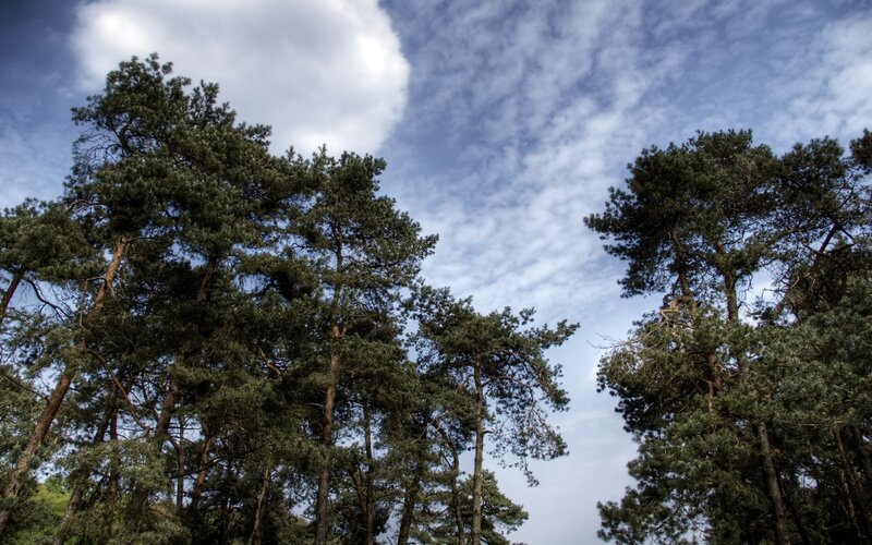 Pine trees against a cloudy sky