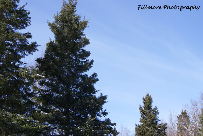 Pine trees against blue sky