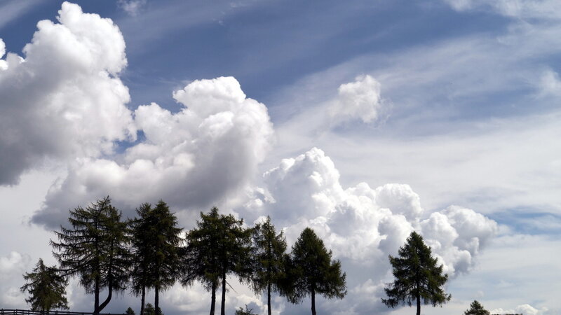 Pine Trees Against Clouds