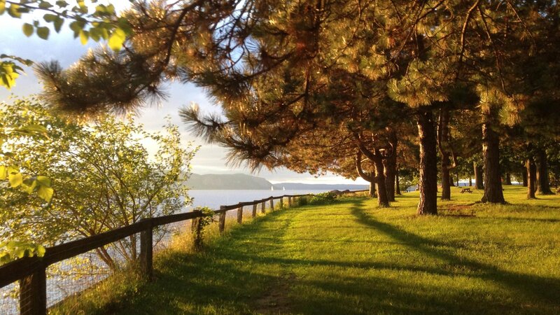 Pine Trees Along Lake Path