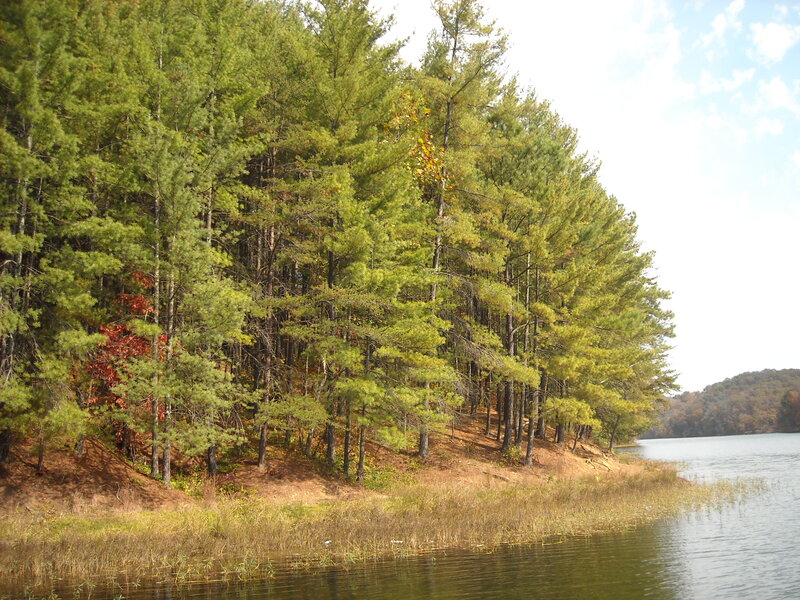 Pine Trees Along Lake Shore