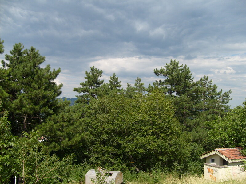 Pine Trees and Bushes