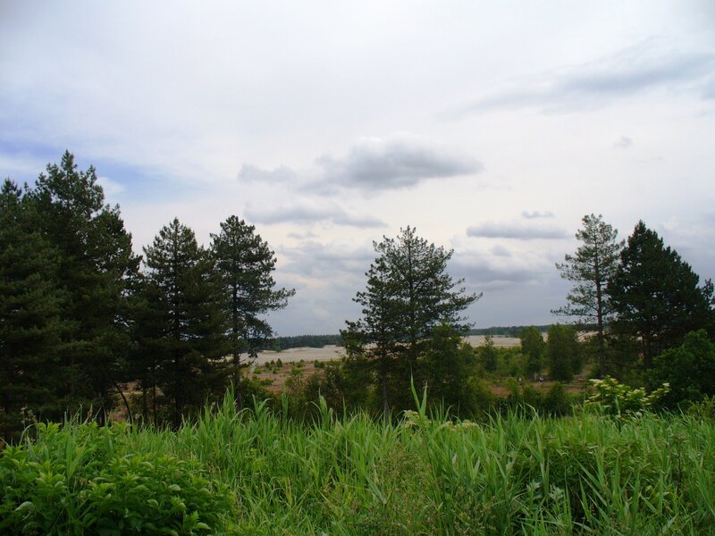 Pine Trees and Grass