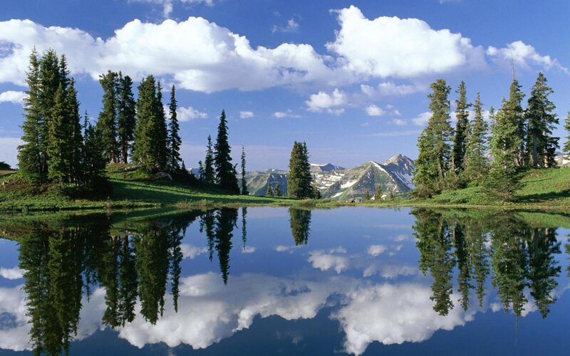 Pine Trees and Lake — Blue, Serene, Afternoon, Photograph