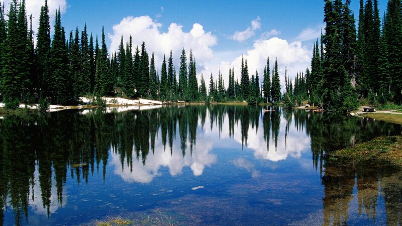 Pine Trees and Lake — Blue, Serene