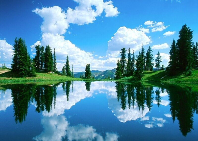 Pine Trees and Lake — Blue