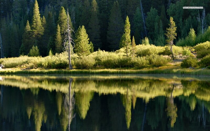 Pine Trees and Lake — Green, Serene, Morning