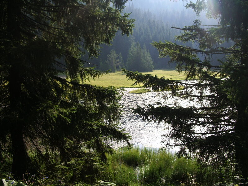 Pine Trees and Lake — Green, Serene