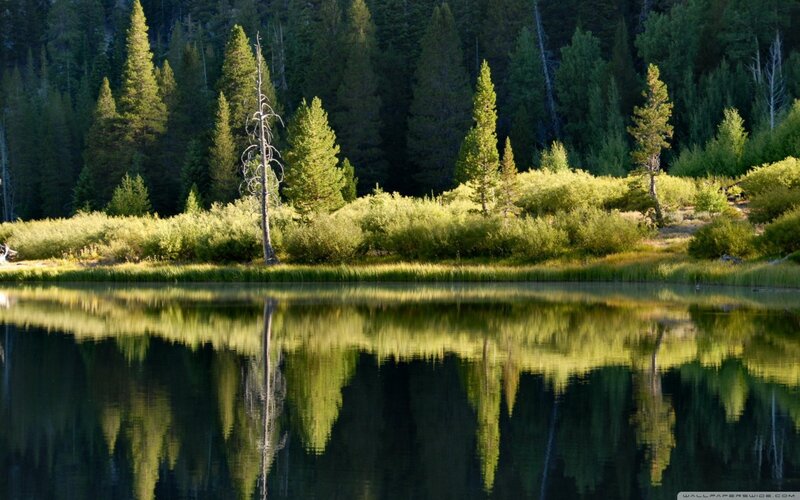 Pine Trees and Lake — Green