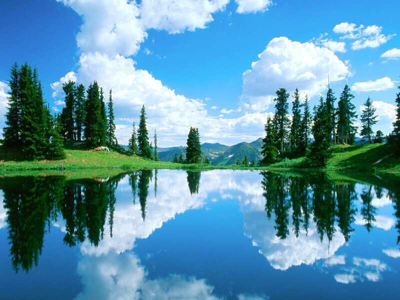 Pine Trees and Lake