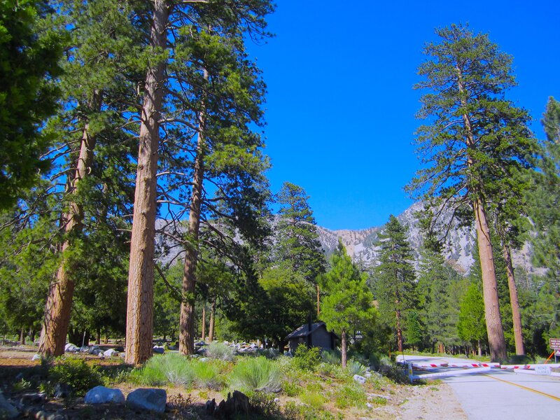 Pine Trees and Mountain — Blue