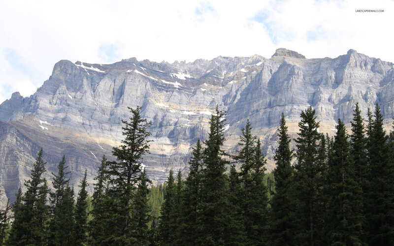 Pine Trees and Mountain — Green, Serene, Afternoon