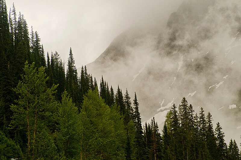 Pine Trees and Mountain — Green