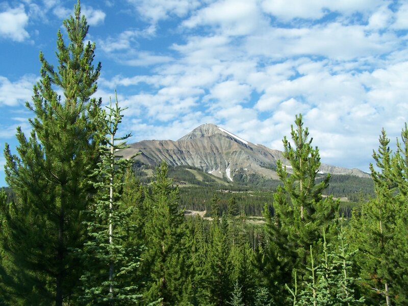 Pine Trees and Mountain