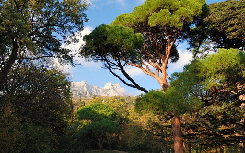Pine Trees and Mountains — Green, Serene, Afternoon, Photograph