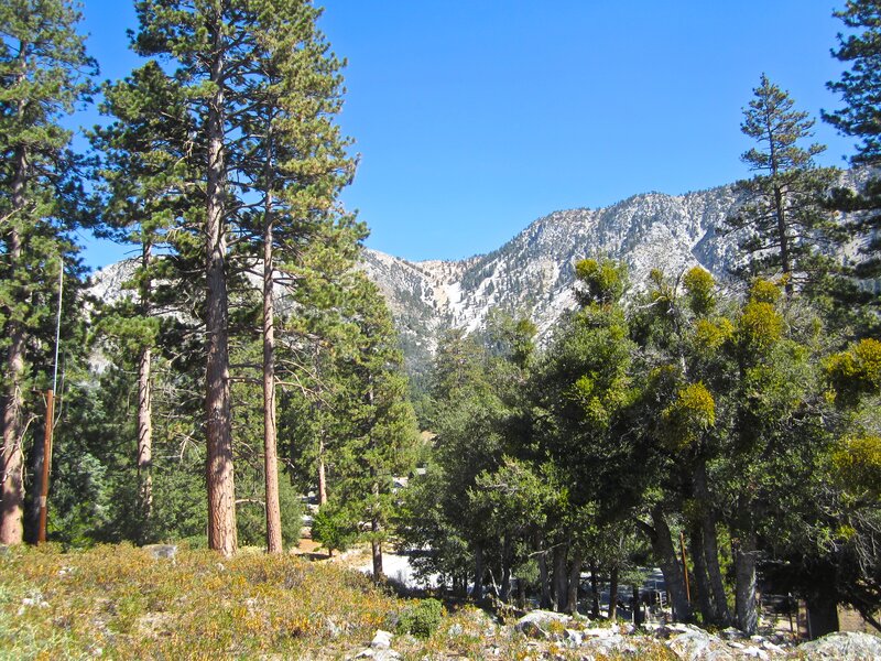 Pine Trees and Mountains — Green, Serene, Afternoon