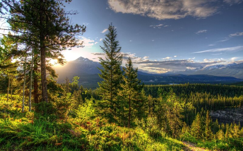 Pine Trees and Mountains — Green, Serene, Sunrise