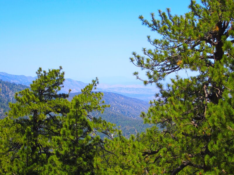 Pine Trees and Mountains — Green, Serene