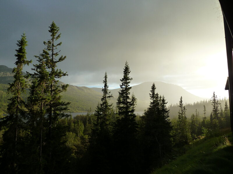 Pine Trees and Mountains — Green