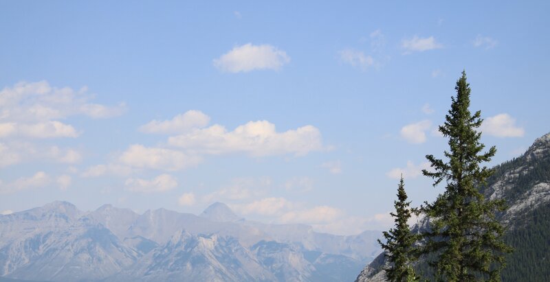 Pine Trees and Mountains