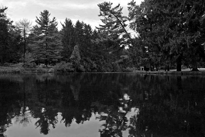 Pine Trees and Pond — Black
