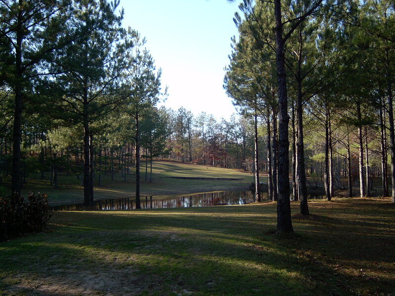 Pine Trees and Pond