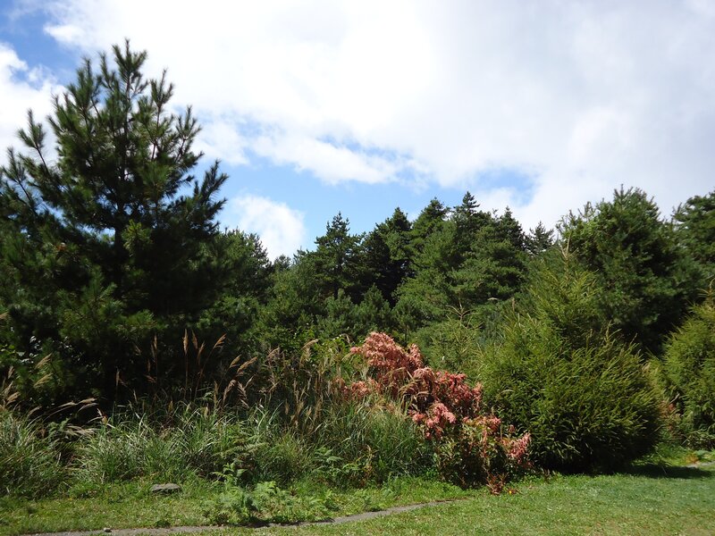 Pine Trees and Shrubs