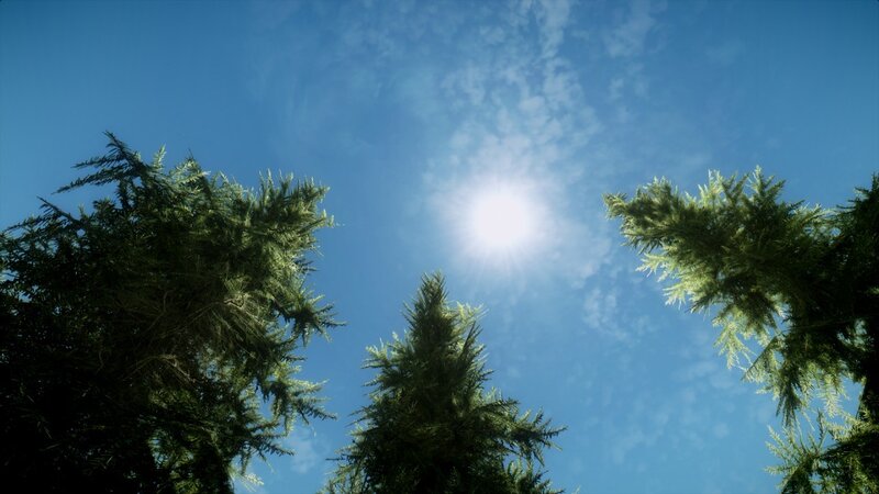 Pine Trees and Sun