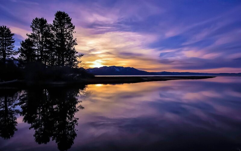 Pine Trees at Lake Shore — Purple