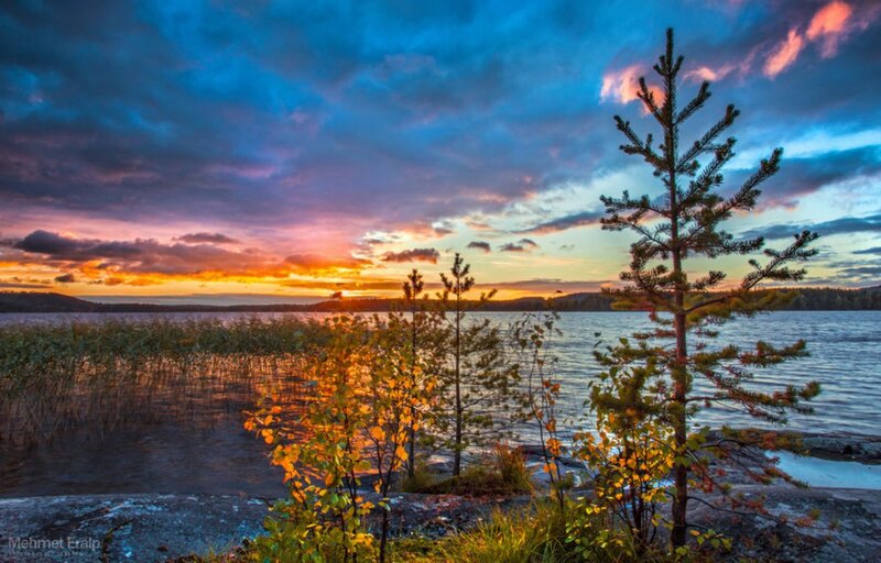 Pine Trees at Lake Shore
