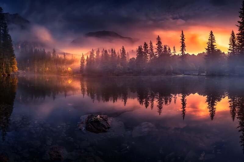 Pine Trees at Lake