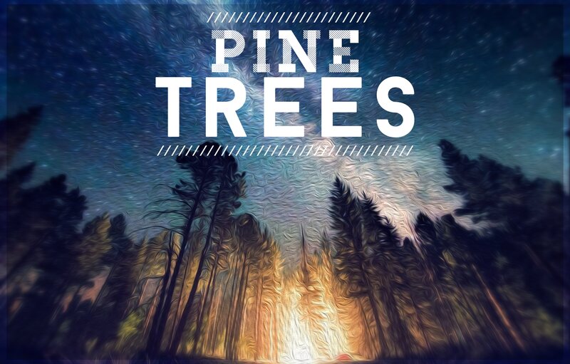 Pine Trees at Night