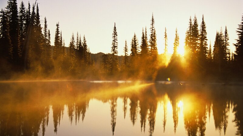 Pine Trees at Sunrise — Gold