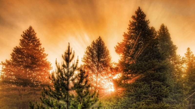 Pine Trees at Sunrise — Orange, Dramatic, Photograph