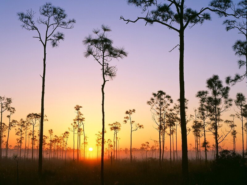 Pine Trees at Sunrise — Orange, Serene, Photograph, Sun, Sky, Fog