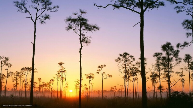 Pine Trees at Sunrise — Orange, Serene, Photograph, Sun, Sky