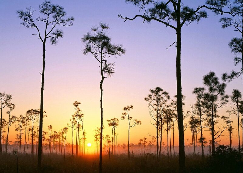 Pine Trees at Sunrise — Orange, Serene, Photograph, Sun