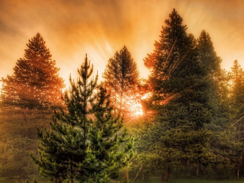 Pine Trees at Sunrise — Orange, Serene, Photograph