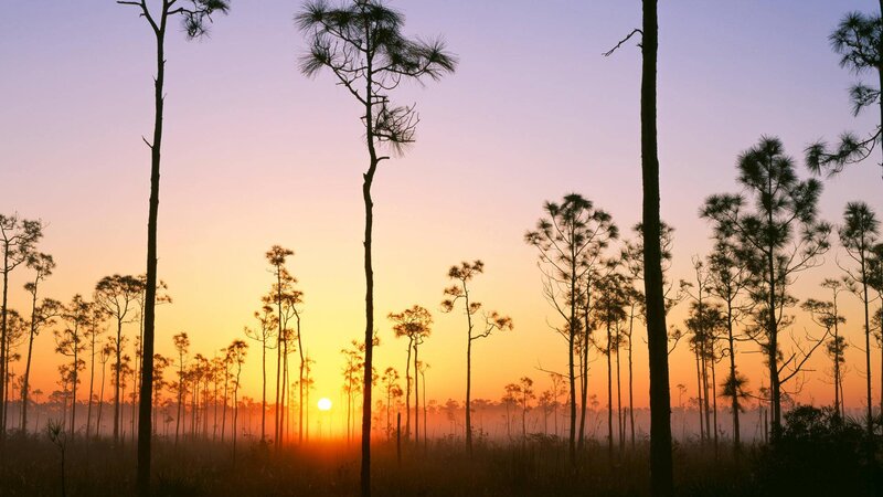Pine Trees at Sunrise — Orange, Serene