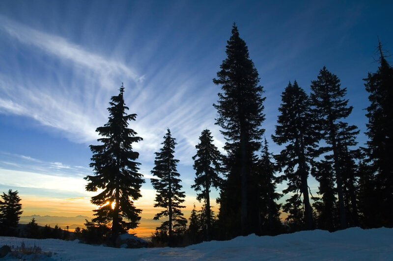 Pine Trees at Sunset — Blue