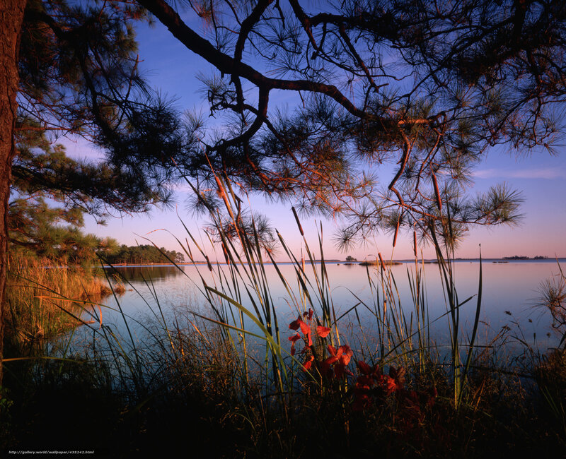 Pine trees at sunset by the lake