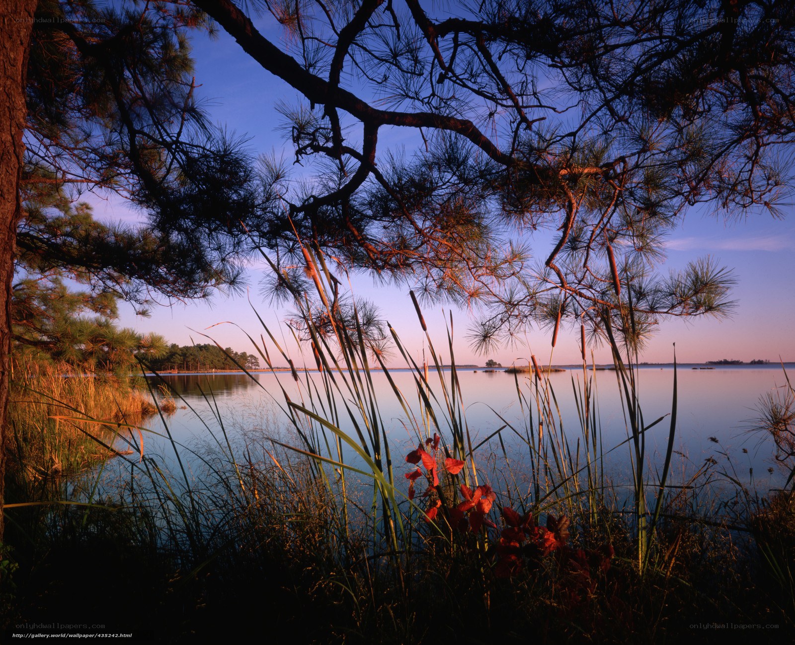 Pine trees at sunset by the lake
