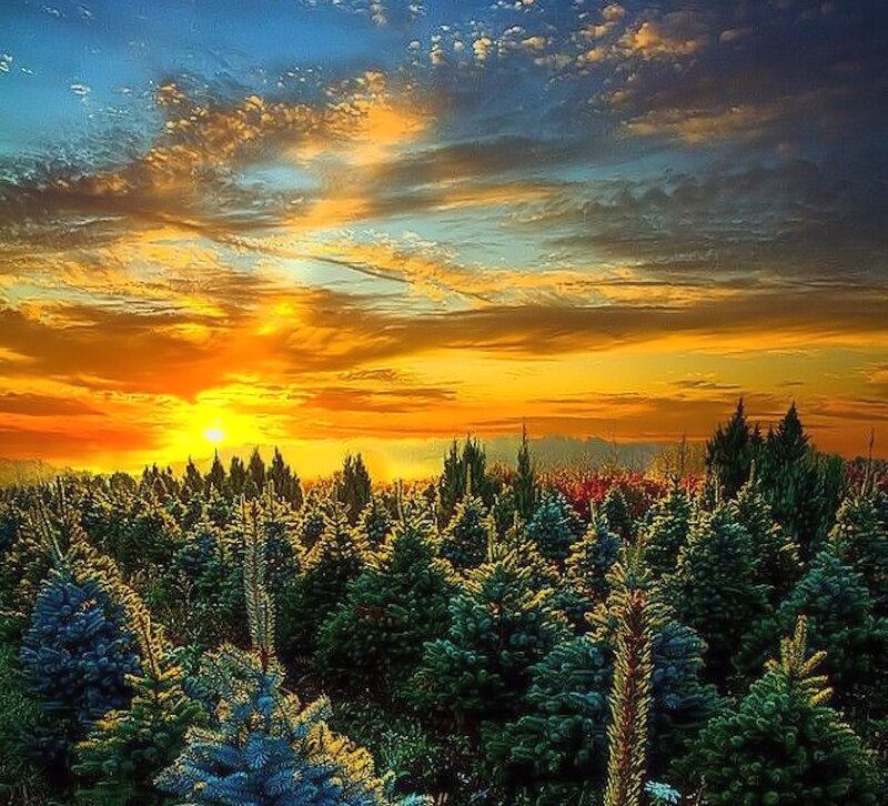 Pine Trees at Sunset — Orange, Dramatic, Painting