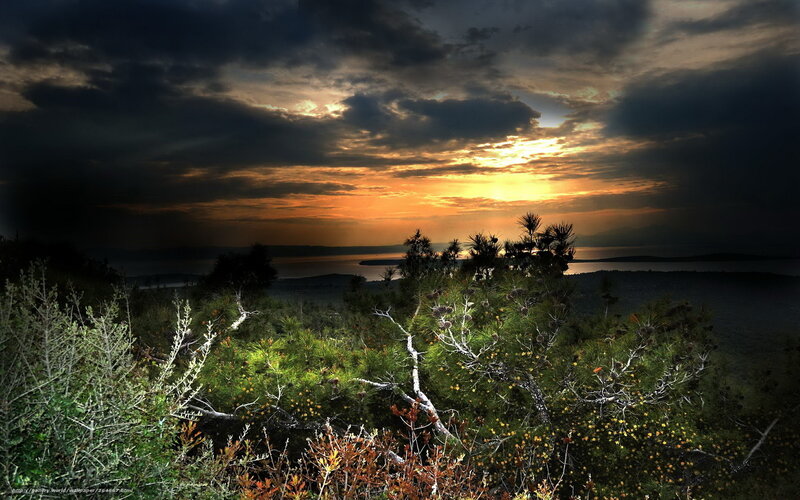 Pine Trees at Sunset — Orange, Dramatic, Photograph, Clouds