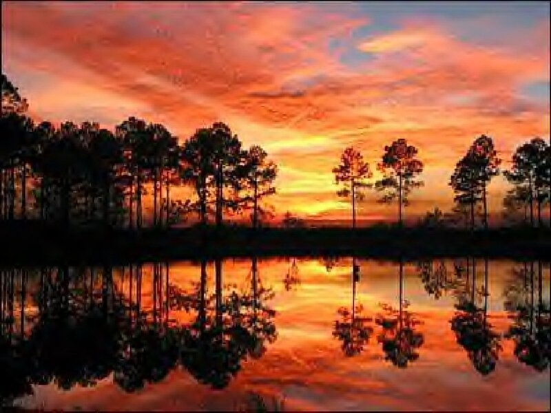 Pine Trees at Sunset — Orange, Dramatic, Photograph, Sky, Reflection